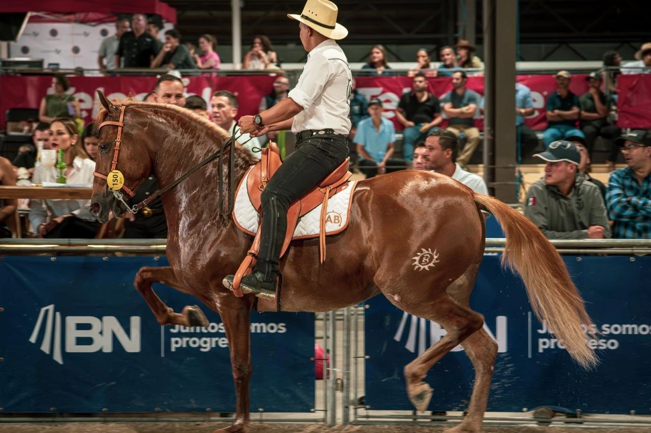 AB Diva del Sol en la pista de la feria, con su jinete