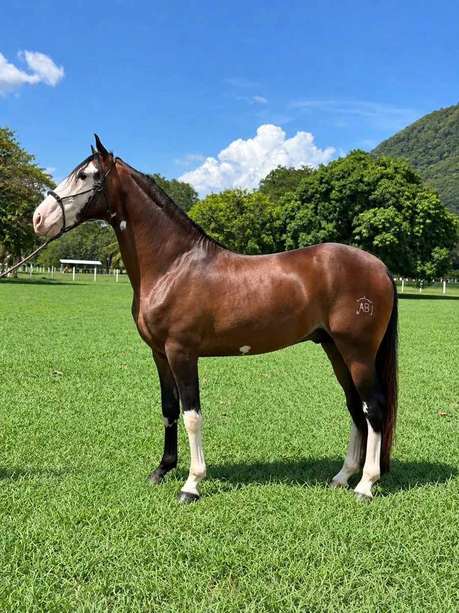 AB Halcón, ejemplar iberoamericano de 4 años, de perfil en el potrero