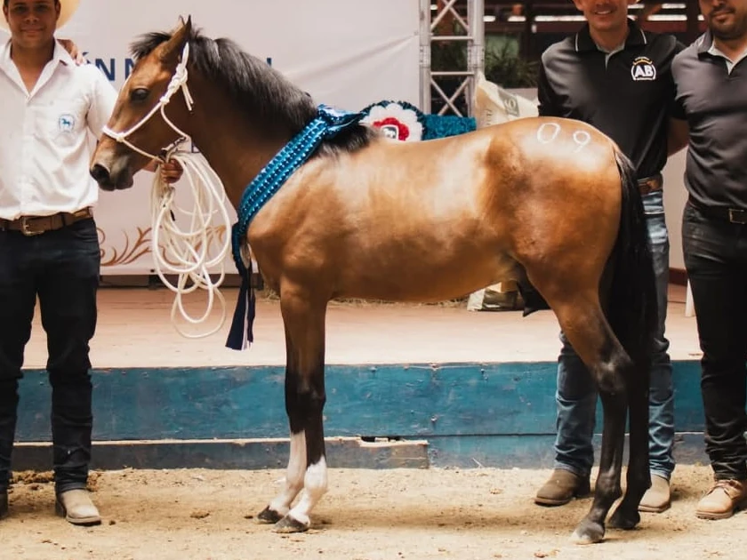 AB Tapa Roja, Campeón Potrillo Nacional en La Nacional 2026, Feria Nacional del Caballo Costarricense de Paso