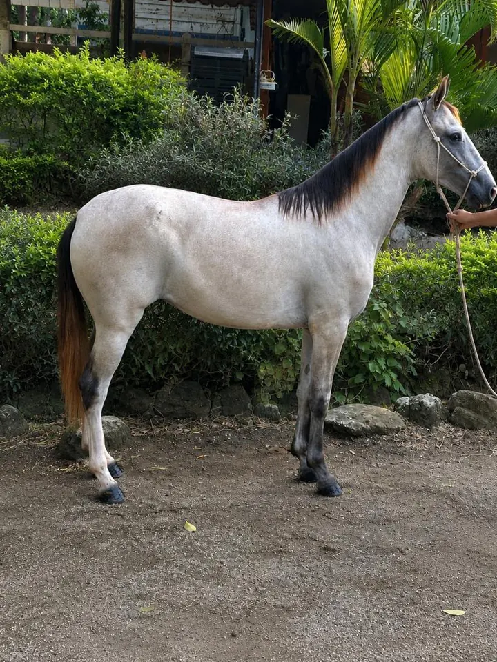 AB Corona, potra costarricense de paso, de perfil en la finca