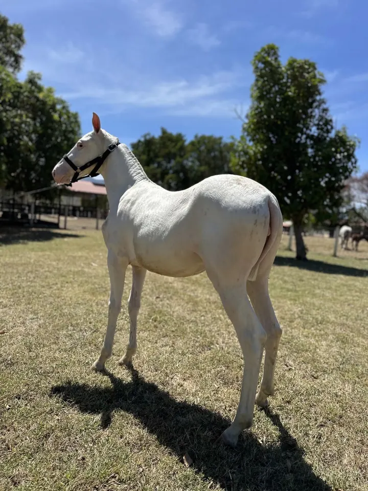 AB Lambada II, potra iberoamericana, de perfil en el potrero