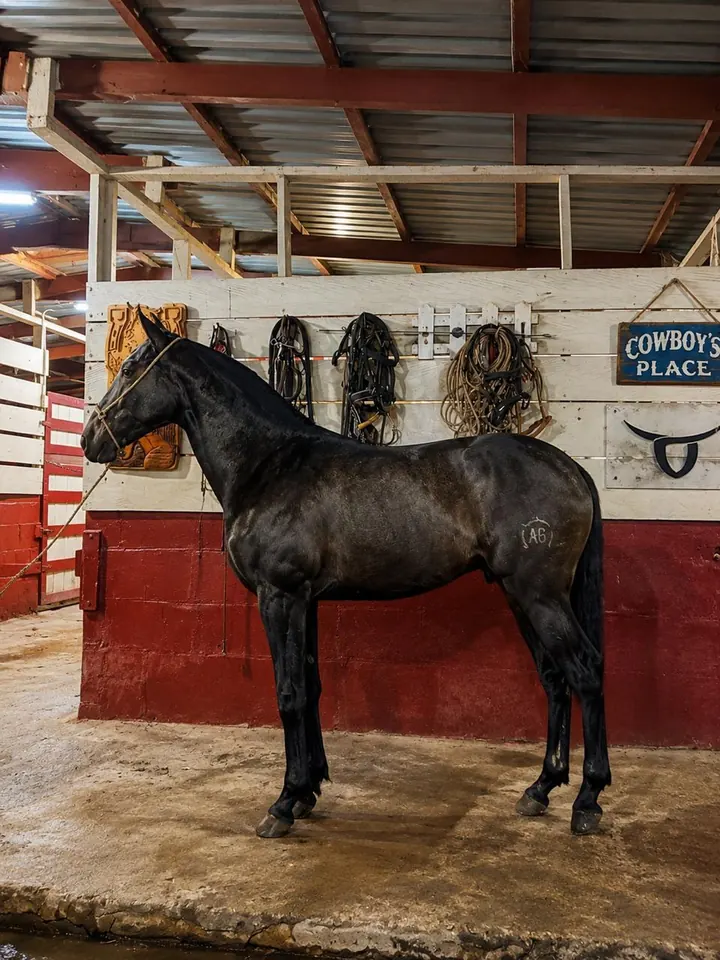AB Cumpleañero, potro iberoamericano, de perfil en la caballeriza