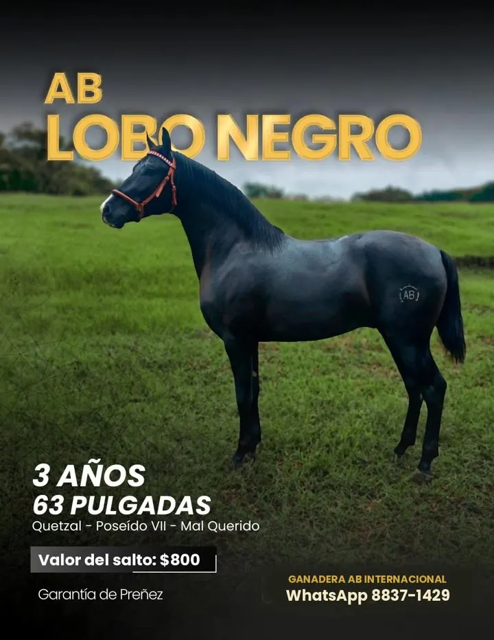 Ficha del semental AB Lobo Negro